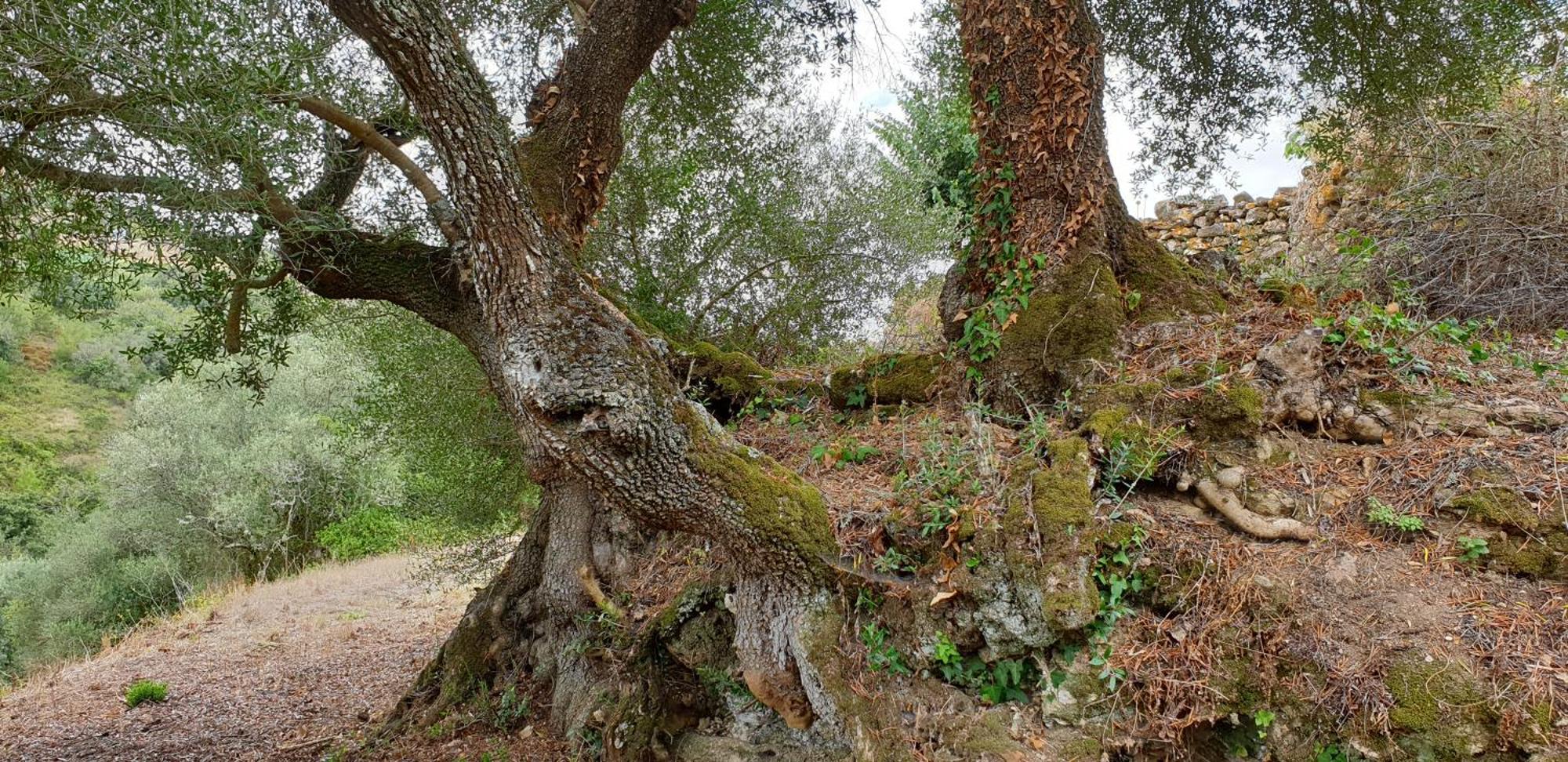 Casa Das Janelinhas - Cottage Near Sintra, Mafra, Ericeira מראה חיצוני תמונה